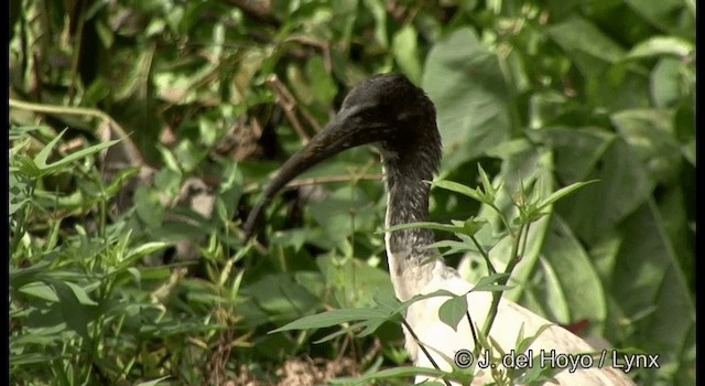 Ibis à cou noir - ML201326521