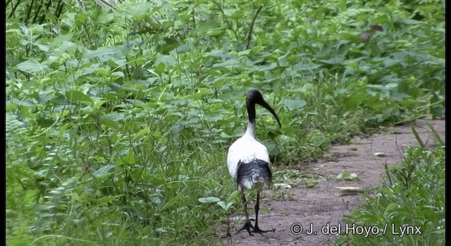 Ibis Moluqueño - ML201326531