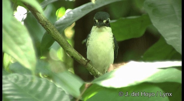 Pacific Kingfisher - ML201326551