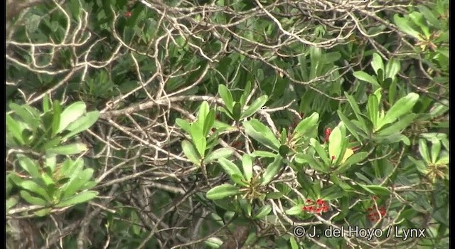 Cardinal Lory - ML201326631