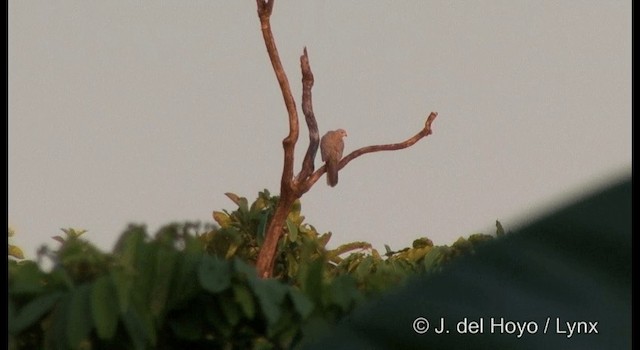 Variable Goshawk - ML201326711