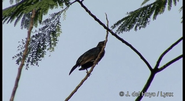 Brown-winged Starling - ML201326721