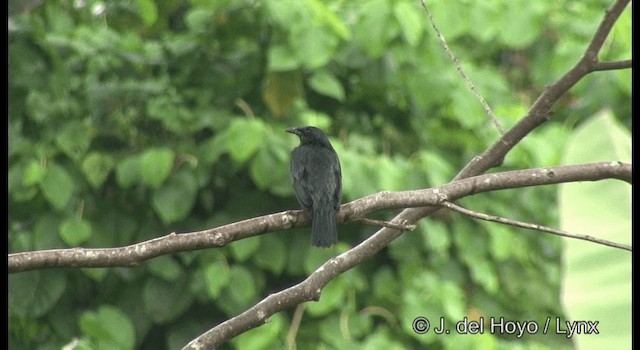 Brown-winged Starling - ML201326741