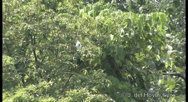 Ducorps's Cockatoo - ML201326781