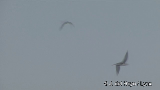 Oriental Pratincole - ML201326811