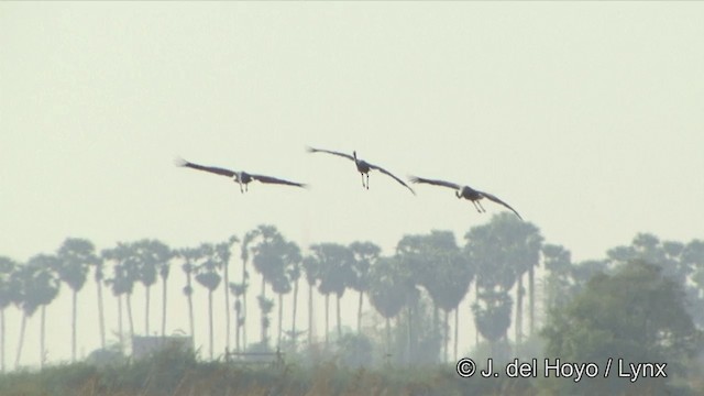 Sarus Crane - ML201326831