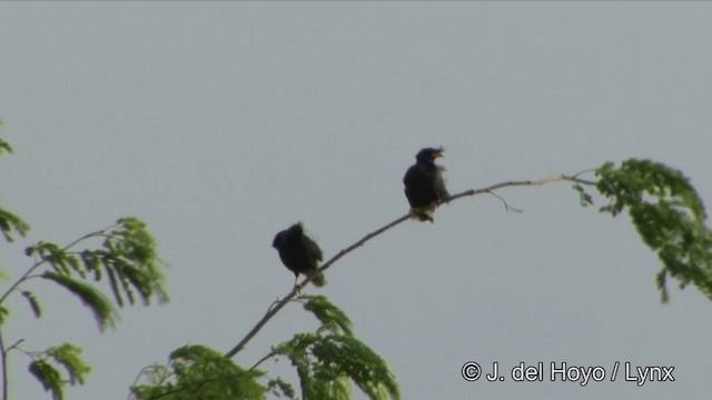 Great Myna - ML201326941