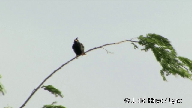 Great Myna - ML201326951