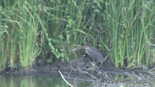 Black Bittern - ML201327081