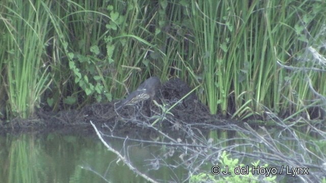 Black Bittern - ML201327091