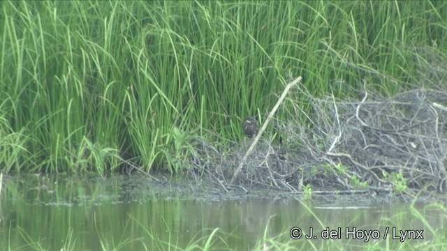 Black Bittern - ML201327101