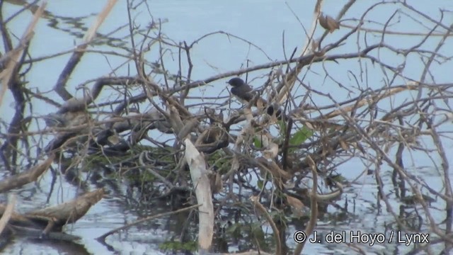 Ошейниковая веерохвостка - ML201327111