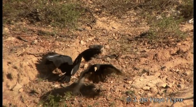 Greater Yellow-headed Vulture - ML201327121