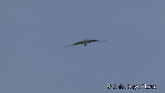 Fischadler (haliaetus) - ML201327271
