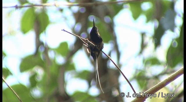 Black-bellied Thorntail - ML201327321