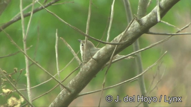 Silbador de la Wallacea - ML201327391