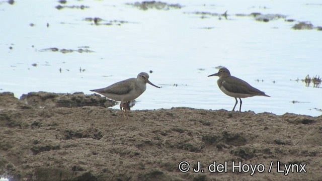 Terek Sandpiper - ML201327491