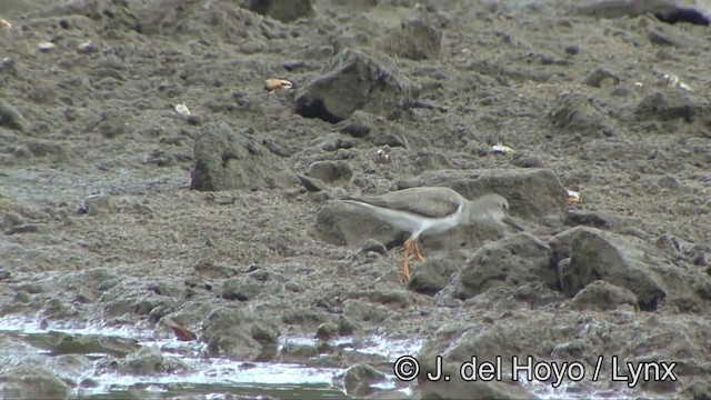 Terek Sandpiper - ML201327511