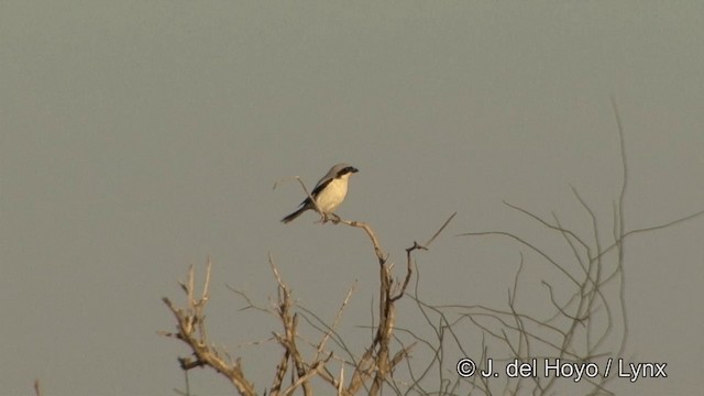 Great Gray Shrike (Indian) - ML201327561
