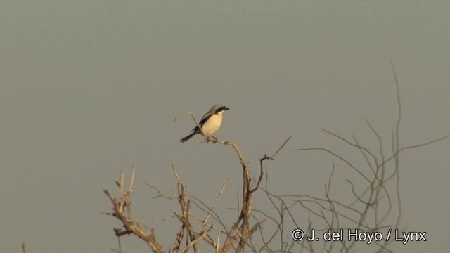 Pie-grièche grise (lahtora) - ML201327561