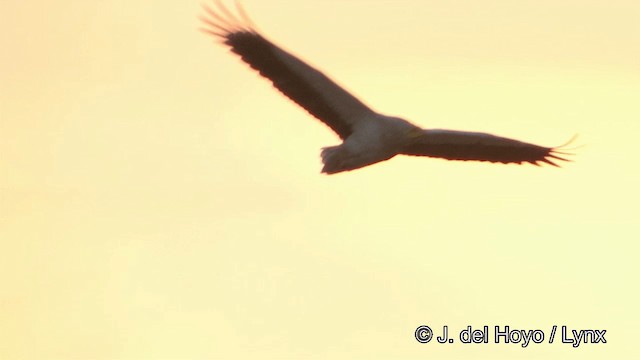Egyptian Vulture - ML201327571