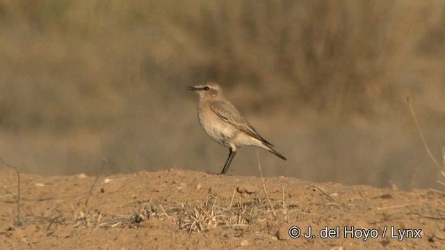 Isabelline Wheatear - ML201327591