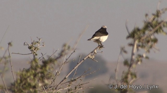 Variable Wheatear - ML201327601