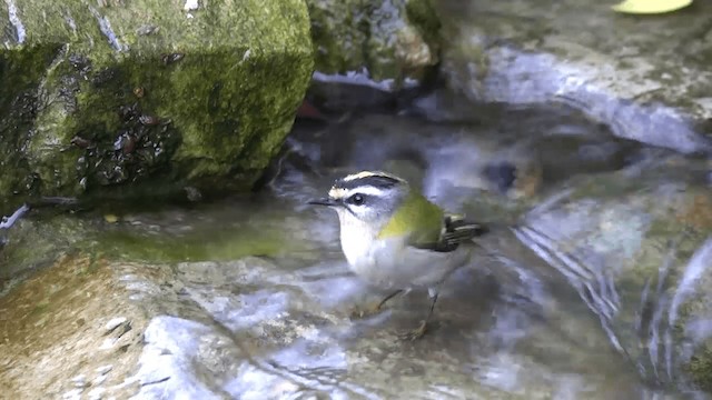 Common Firecrest - ML201327661