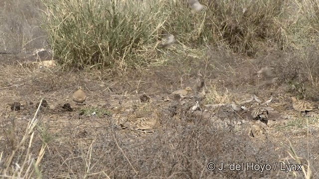 Chestnut-bellied Sandgrouse - ML201327691