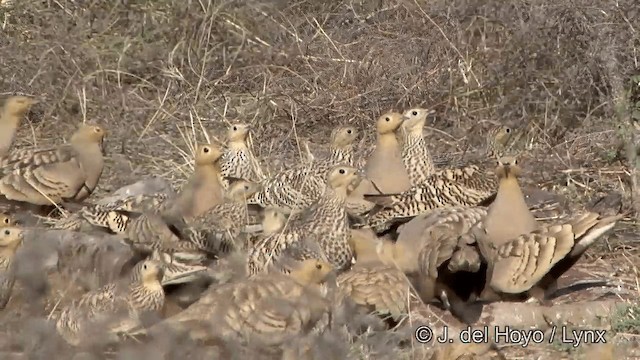 Chestnut-bellied Sandgrouse - ML201327701