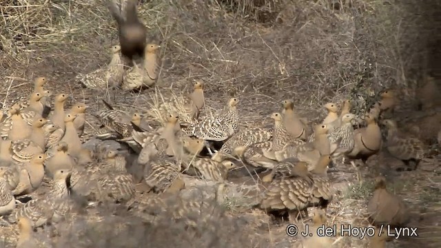 Chestnut-bellied Sandgrouse - ML201327711