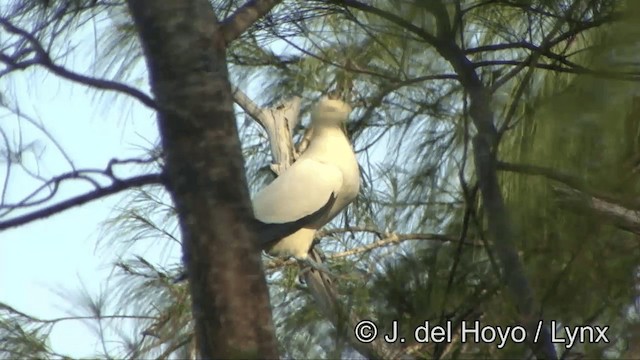 Pied Imperial-Pigeon - ML201327731