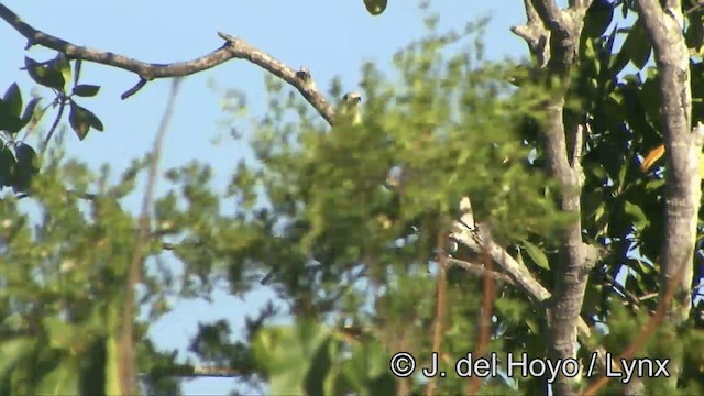 Pied Imperial-Pigeon - ML201327751