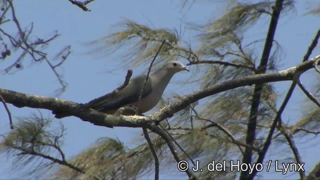 Pink-headed Imperial-Pigeon - ML201327771