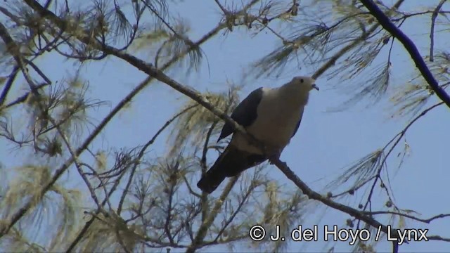 Pink-headed Imperial-Pigeon - ML201327791