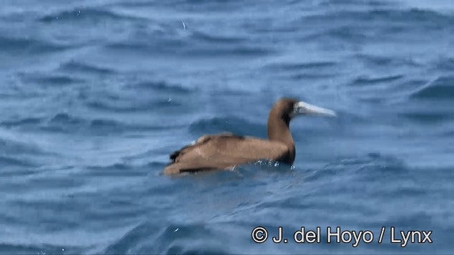 Brown Booby (Forster's) - ML201327921