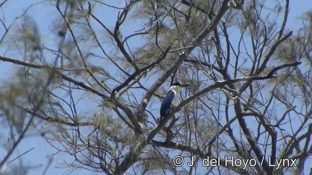 Collared Kingfisher (Collared) - ML201327941