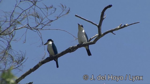 Alción Acollarado (grupo chloris) - ML201327951