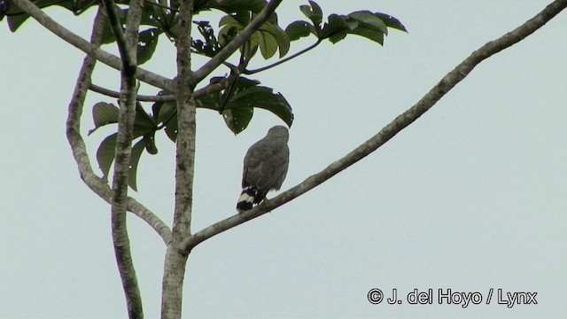 Busardo Gris Meridional - ML201328001