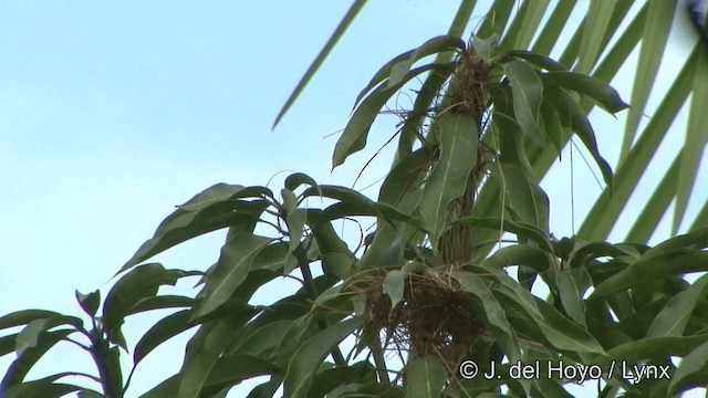 Yellow-rumped Cacique (Amazonian) - ML201328011