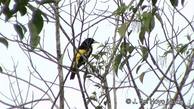 Yellow-rumped Cacique (Amazonian) - ML201328021