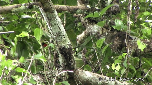 Gilded Barbet - ML201328031