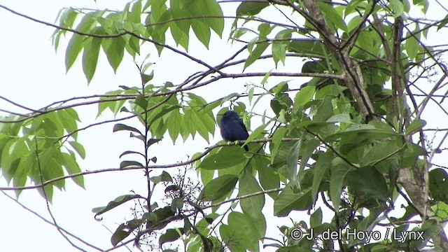 Purple Honeycreeper - ML201328121