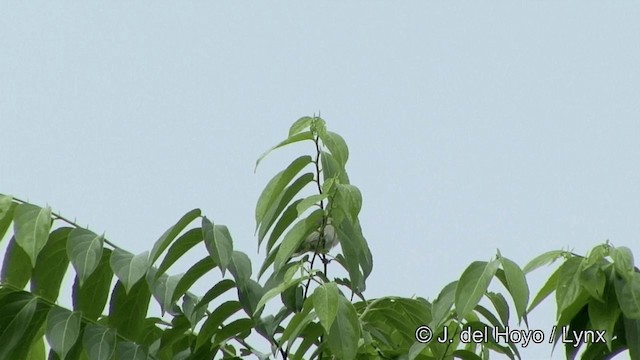 カオグロヒワミツドリ（lineata） - ML201328141