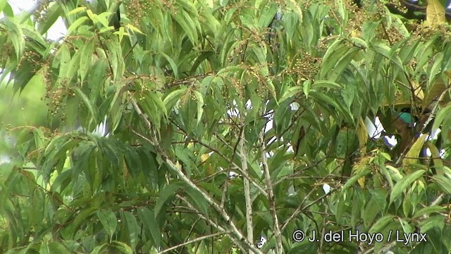 Black-faced Dacnis (Black-faced) - ML201328151