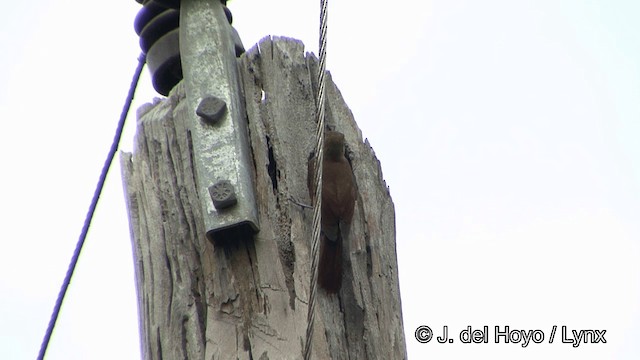 Plain-brown Woodcreeper (Plain-brown) - ML201328161