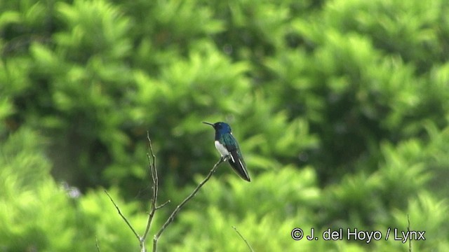 White-necked Jacobin - ML201328171