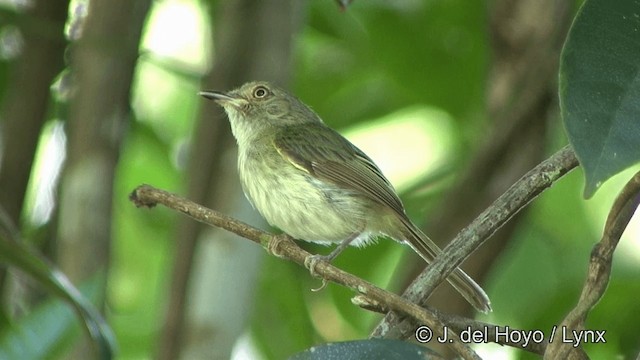 Helmeted Pygmy-Tyrant - ML201328241