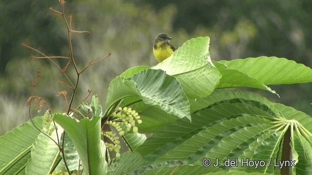 Dusky-chested Flycatcher - ML201328261