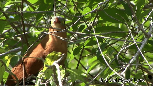 Black-bellied Cuckoo - ML201328311